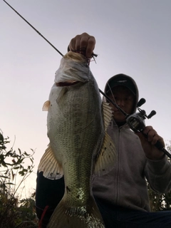 ブラックバスの釣果