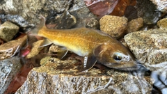 ヤマトイワナの釣果