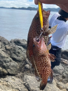 オオモンハタの釣果