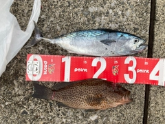 スマガツオの釣果