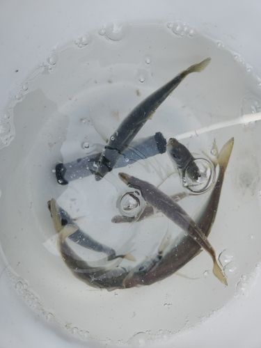 マアジの釣果