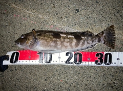 アイナメの釣果