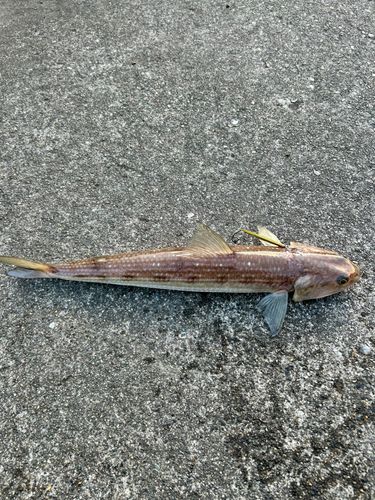 エソの釣果