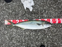 ヒラマサの釣果