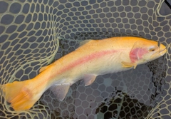 アルビノニジマスの釣果