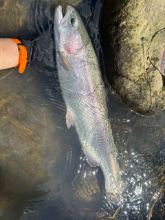 レインボートラウトの釣果