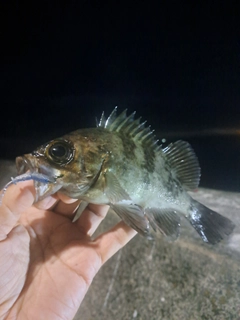 シロメバルの釣果