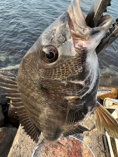 クロダイの釣果