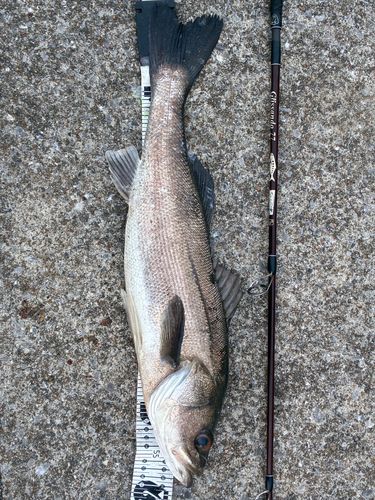 スズキの釣果