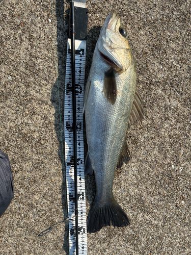 スズキの釣果