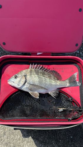 チヌの釣果