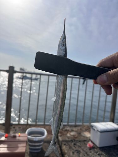 サヨリの釣果