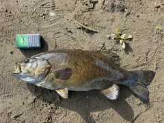 スモールマウスバスの釣果