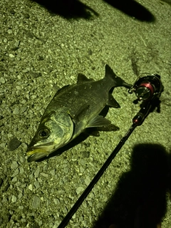 セイゴ（マルスズキ）の釣果