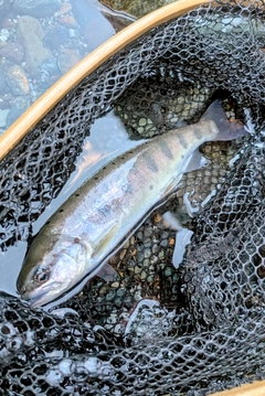 ヤマメの釣果