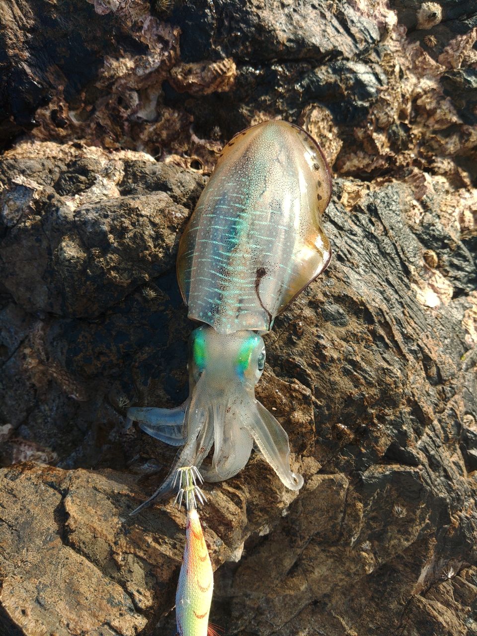 DAIWA 21エメラルダス ストイスト RT 76MMHの最安値・インプレ・釣果