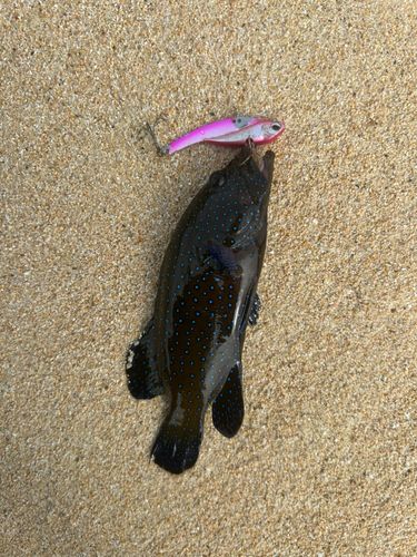アオノメハタの釣果