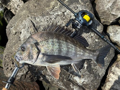 チヌの釣果