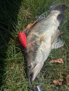 バラマンディの釣果