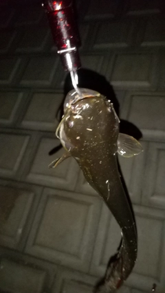 ナマズの釣果