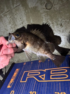 メバルの釣果