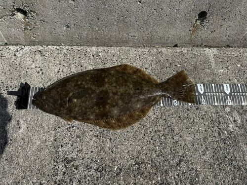 ヒラメの釣果