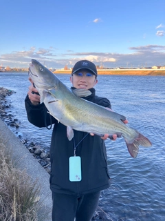 アメリカナマズの釣果