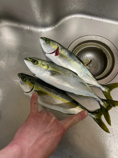 ツバイソの釣果