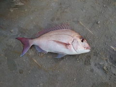 タイの釣果