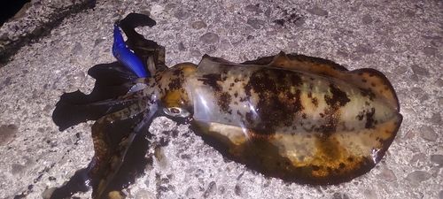 アオリイカの釣果