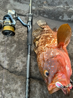 キジハタの釣果