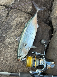 スマガツオの釣果