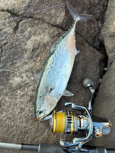 スマガツオの釣果
