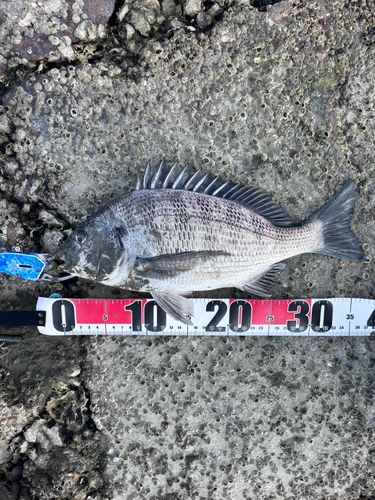 チヌの釣果