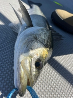 スズキの釣果