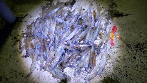 ササイカの釣果
