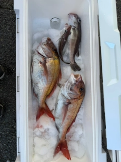 マダイの釣果