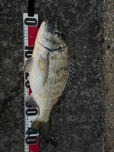 ミナミクロダイの釣果