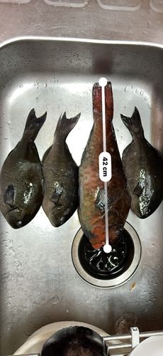 メジナの釣果
