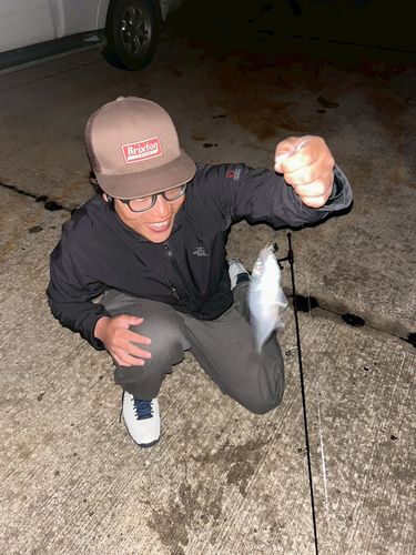 メアジの釣果