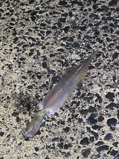 ヤリイカの釣果