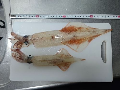 ヤリイカの釣果