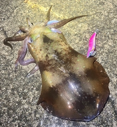 アオリイカの釣果