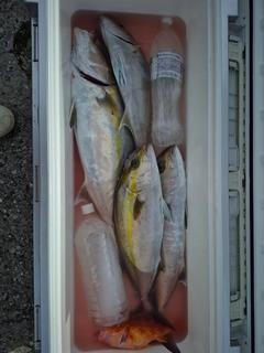 カンパチの釣果