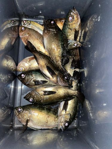 メバルの釣果