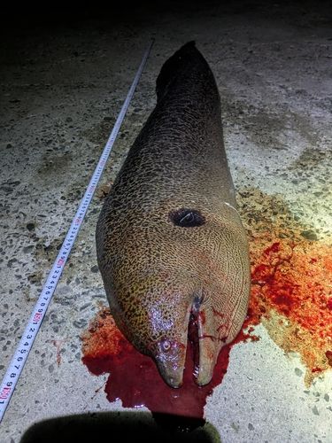 ドクウツボの釣果