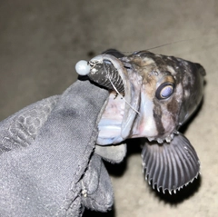 クロソイの釣果