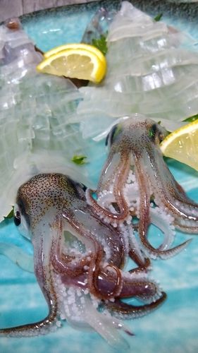 ササイカの釣果
