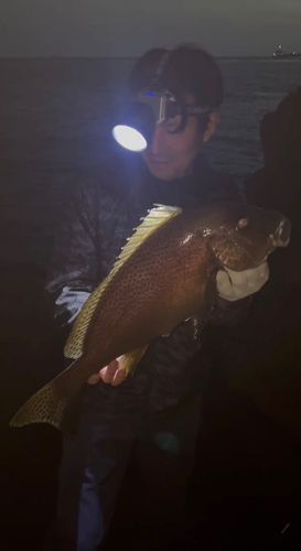 コロダイの釣果