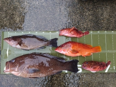 オオモンハタの釣果